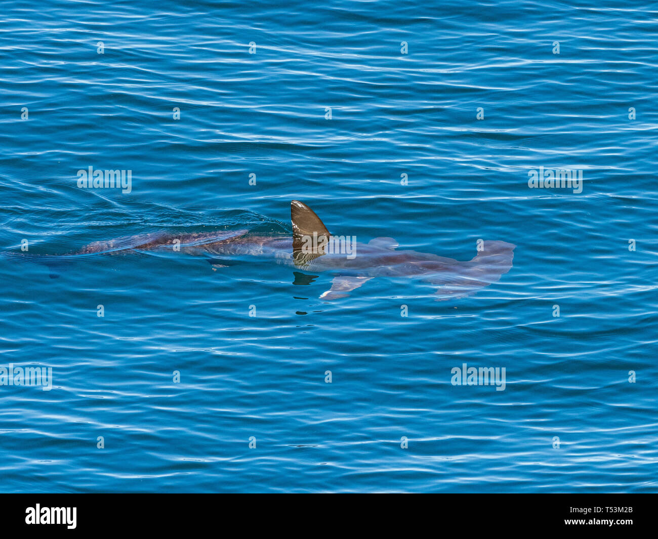 A hammerhead shark cruises at the surface in the sea of Cortez, Baja, Mexico showing its distinctive head Stock Photo