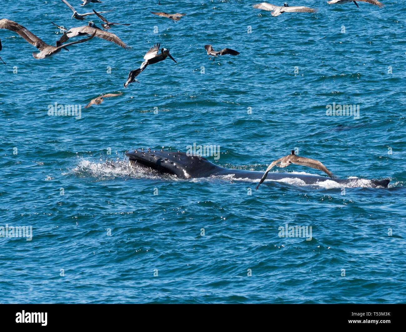 A humpback whale, Megaptera novaeanglidae, lunge feeds at the surface with mouth agape showing its baleen in Baja Mexico Stock Photo