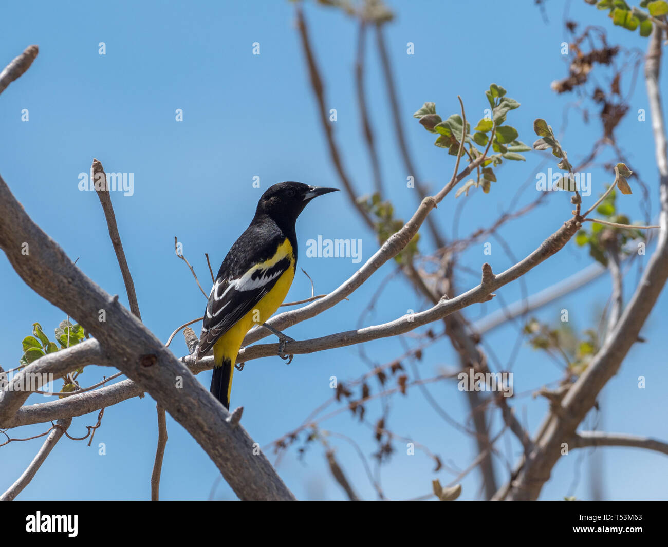 Scott's Oriole, a stunning yellow and black bird,  in the desert scrub of La Ventana, Baja California Sur, Mexico Stock Photo