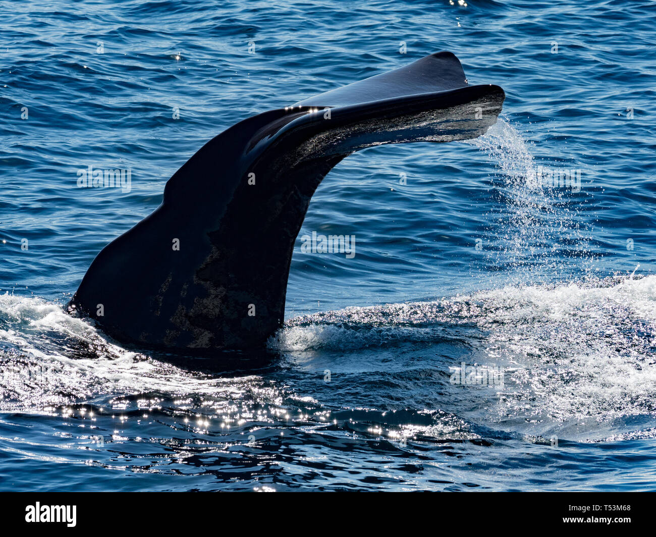 A sperm whale, Physeter macrocephalus, largest toothed whale, showing its tail flukes as it dives deep in the sea of Cortez in Baja, Mexico Stock Photo