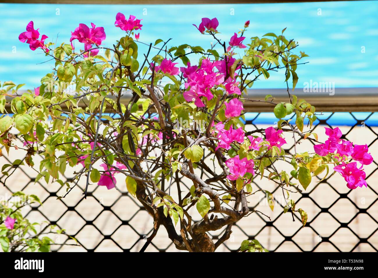 Club Manila East, Taytay, Rizal Plants and Backgrounds Stock Photo Alamy