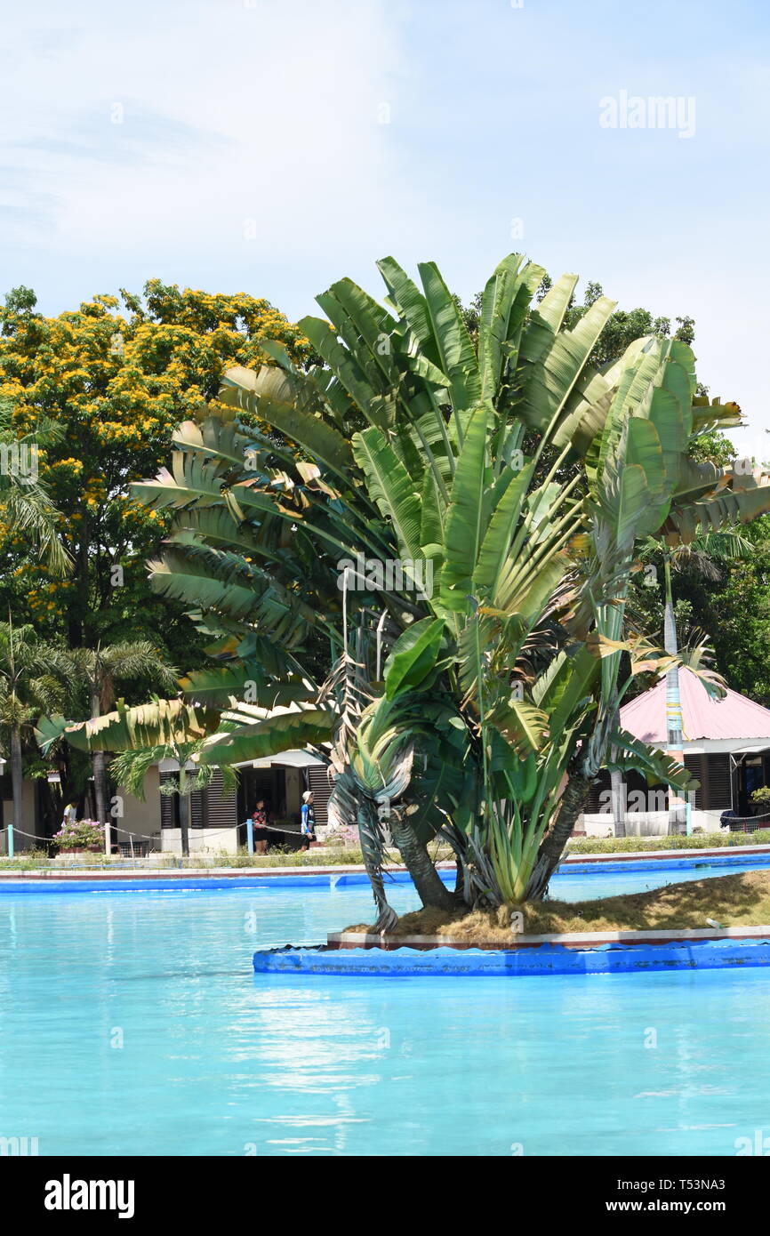 Club Manila East, Taytay, Rizal: Plants and Backgrounds Stock Photo