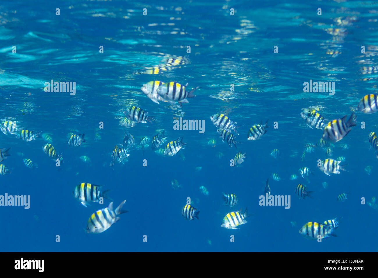 School of Indo-Pacific Sergeant, Abudefduf vaigiensis fish in south Pacific ocean Stock Photo