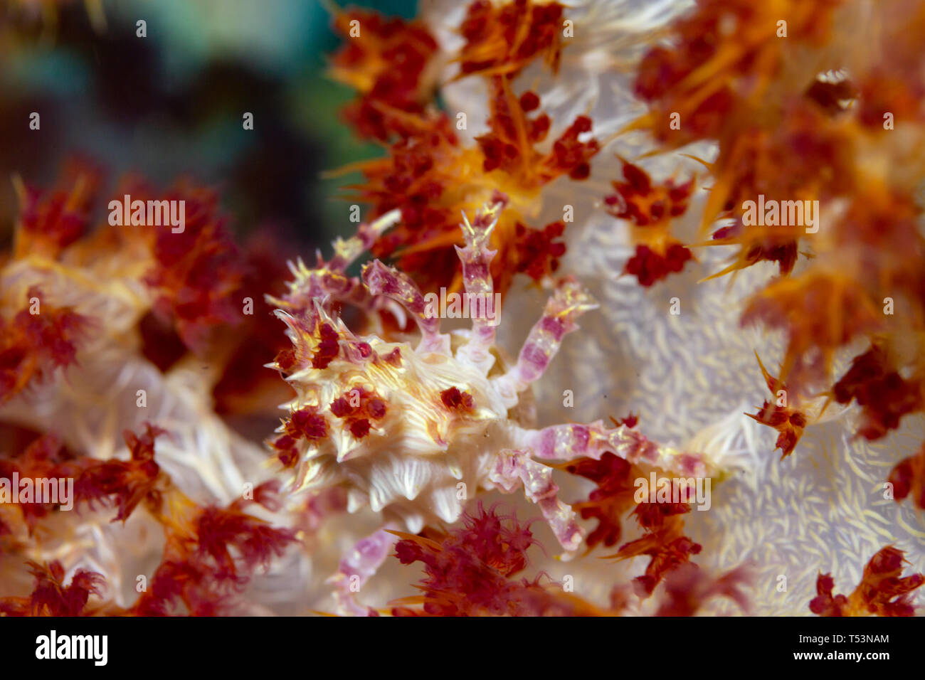 Soft Coral Crab or Candy Crab, Hoplophrys oatesii, hidden by camoflouge on tree coral polyps, Carnation Tree Coral or Dendronephthya Carnation, Stock Photo