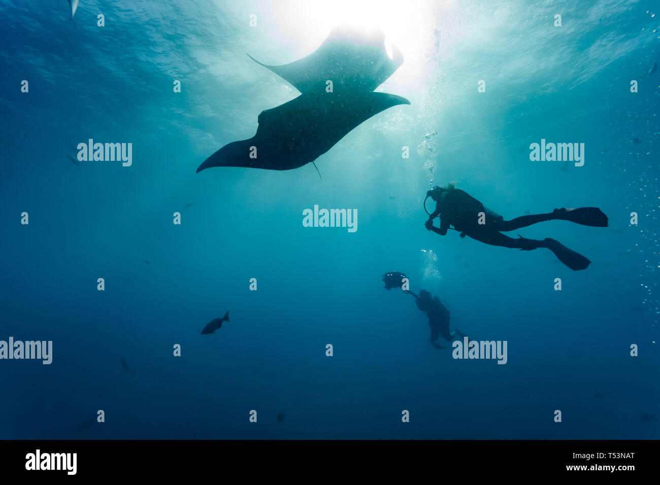 Closeup two of a giant oceanic manta rays,or devilfish, Manta birostris