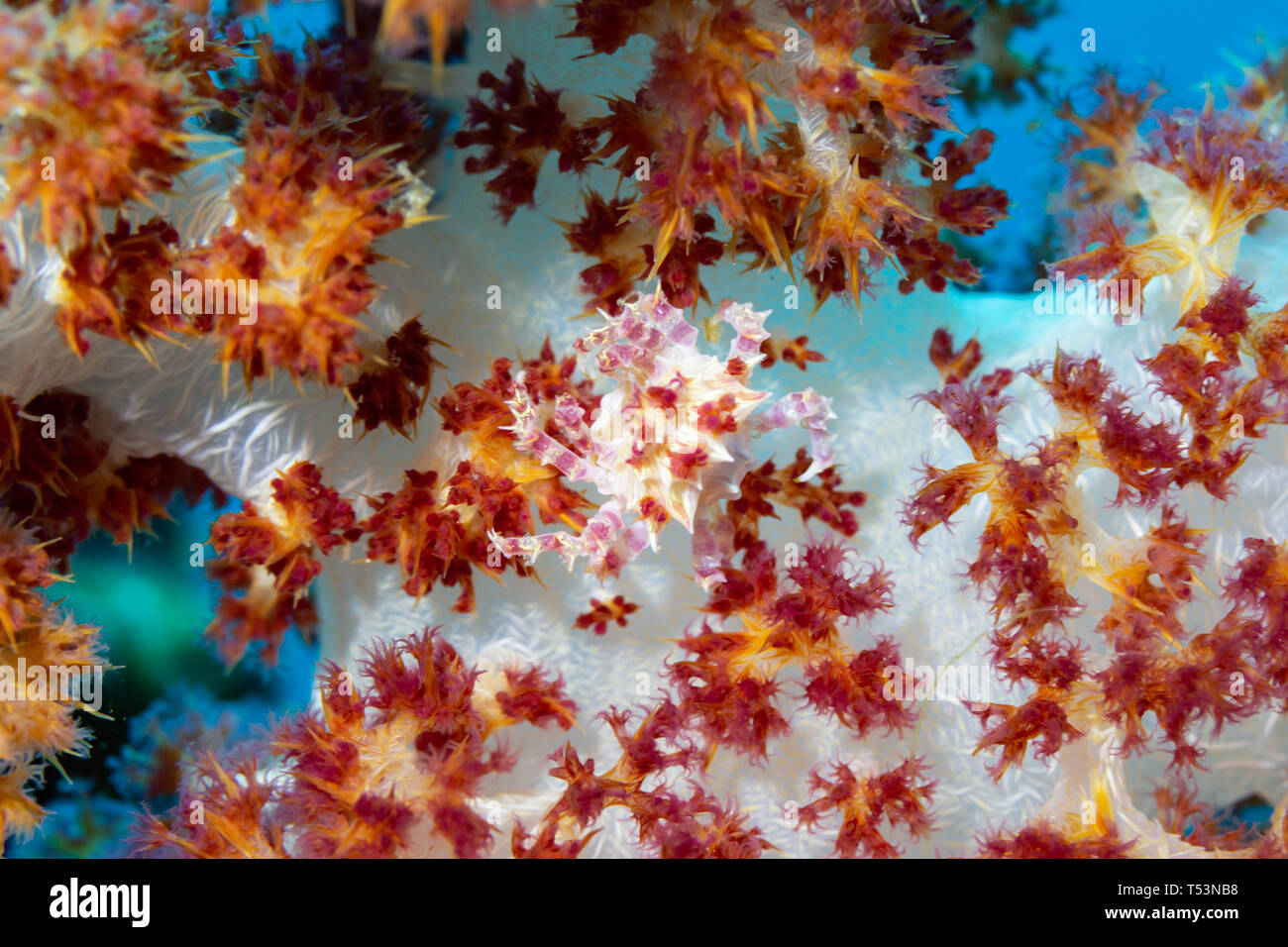 Soft Coral Crab or Candy Crab, Hoplophrys oatesii, hidden by camoflouged on tree coral polyps, Carnation Tree Coral or Dendronephthya Carnation, Stock Photo