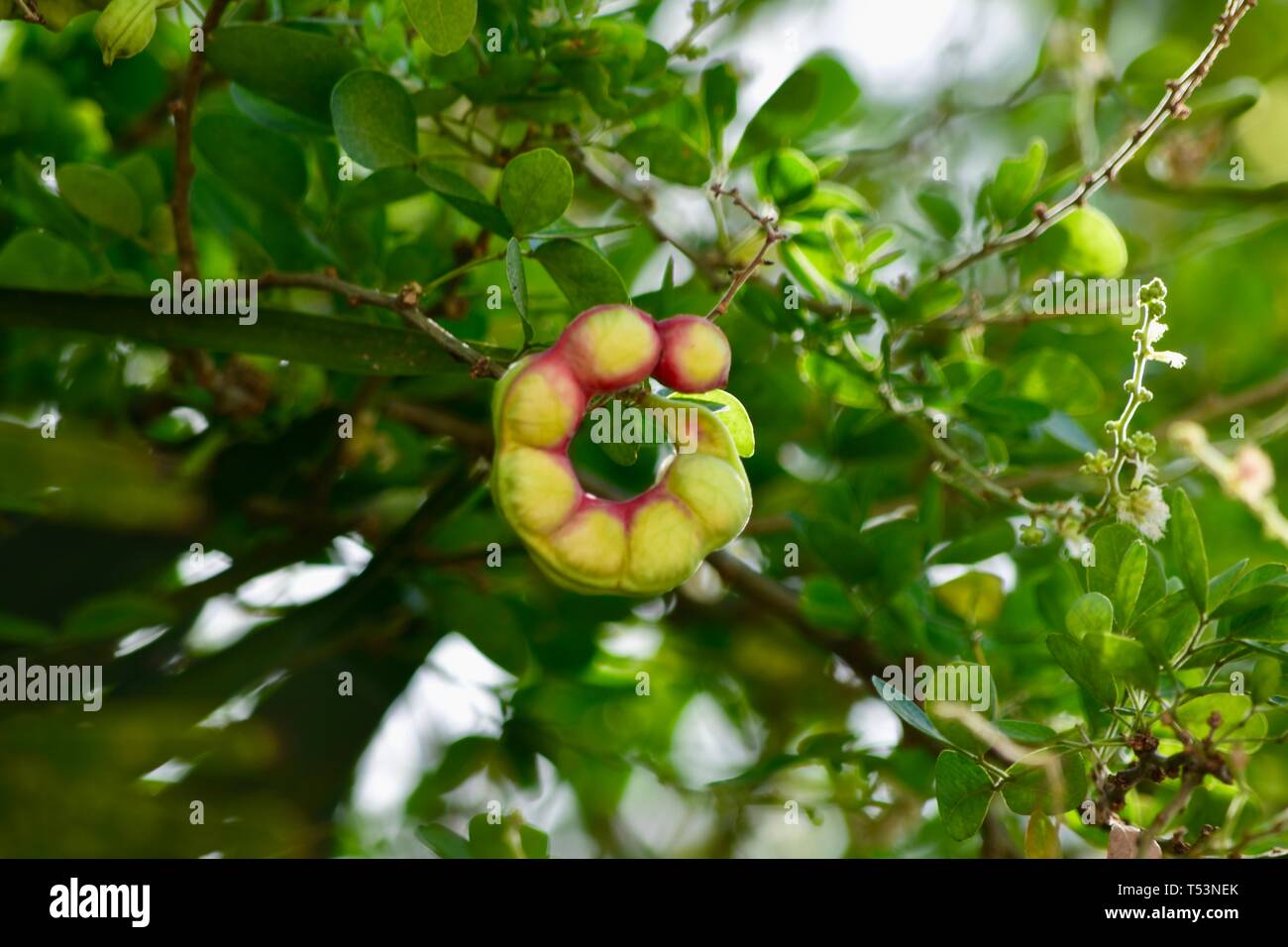 Club Manila East, Taytay, Rizal Plants and Backgrounds Stock Photo Alamy