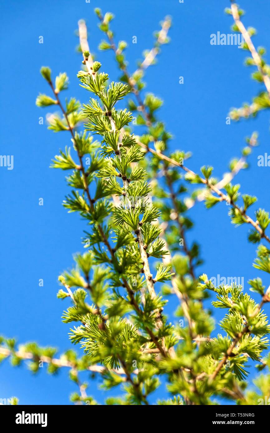 Bright green fluffy branches of a Larix decidua Pendula tree. Larch in spring. Stock Photo