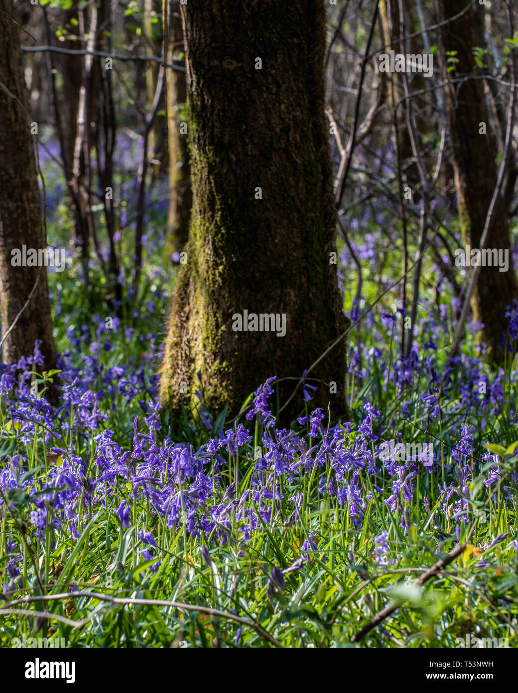 Bluebells on the woodland floor in spring Stock Photo