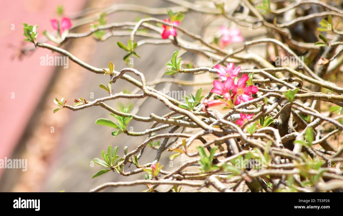 Club Manila East, Taytay, Rizal Plants and Backgrounds Stock Photo Alamy