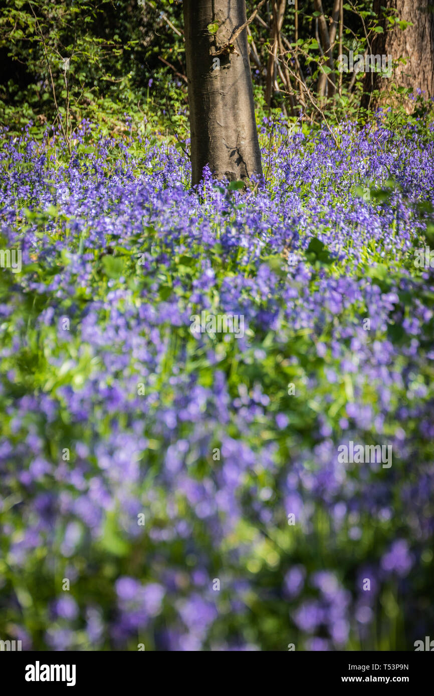 Bluebells on the woodland floor in spring Stock Photo