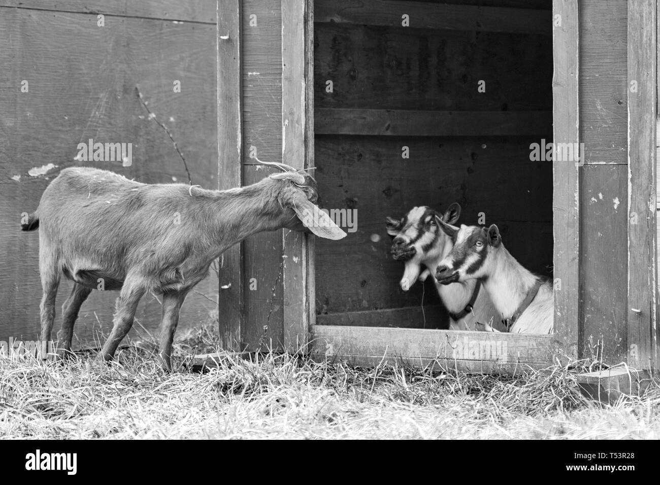 AnAnglo-Nubian goat peeks over at two Toggenburg goats (Capra aegagrus hircus) who appear to be surprised Stock Photo