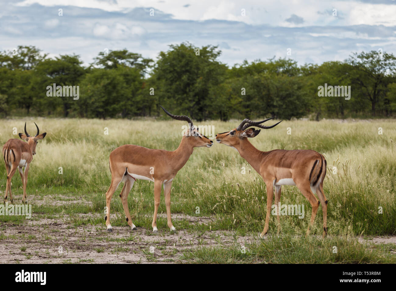 Two springbok antelope study each other giving photographer good side view while third walks away Stock Photo