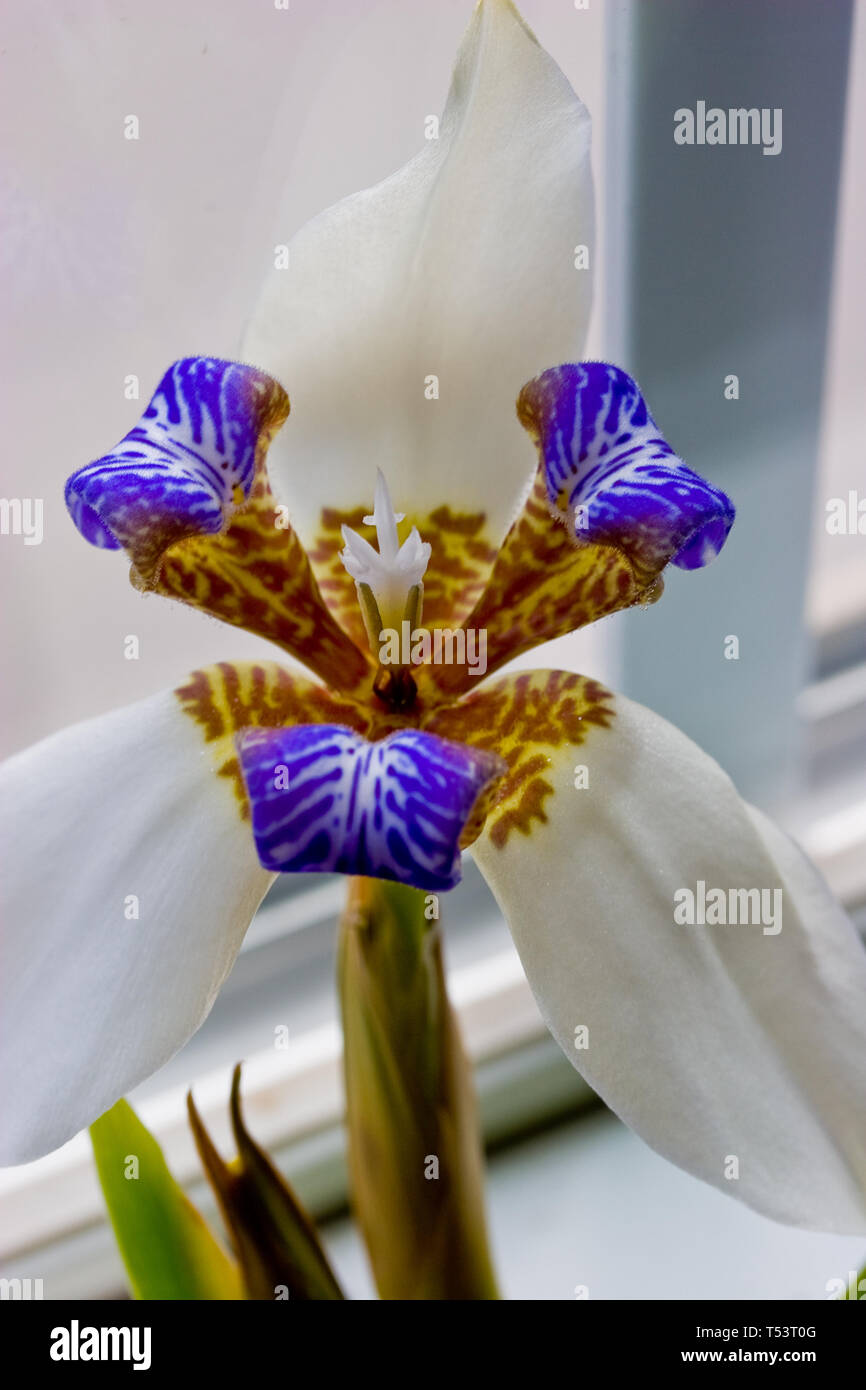 Blooming Apostle Plant Stock Photo