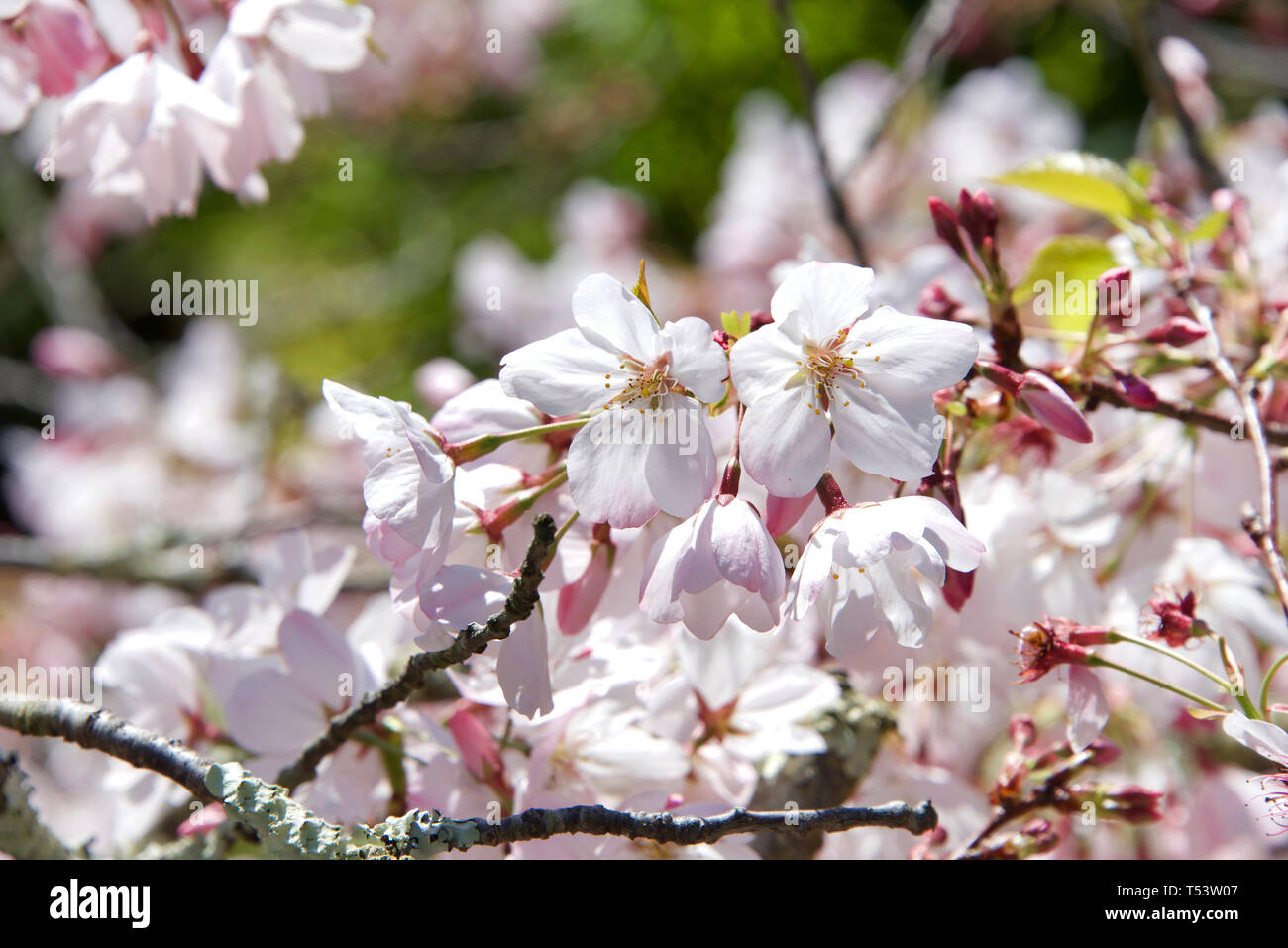 Cherry blossom trees in the wind hi-res stock photography and images ...
