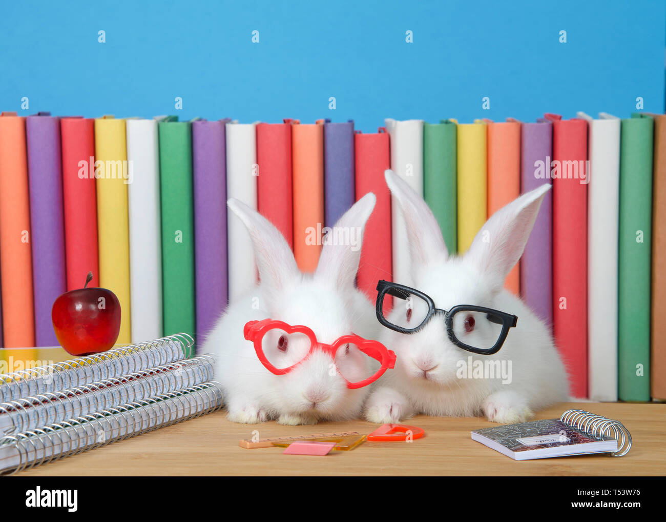 Cute animals school hi-res stock photography and images - Alamy