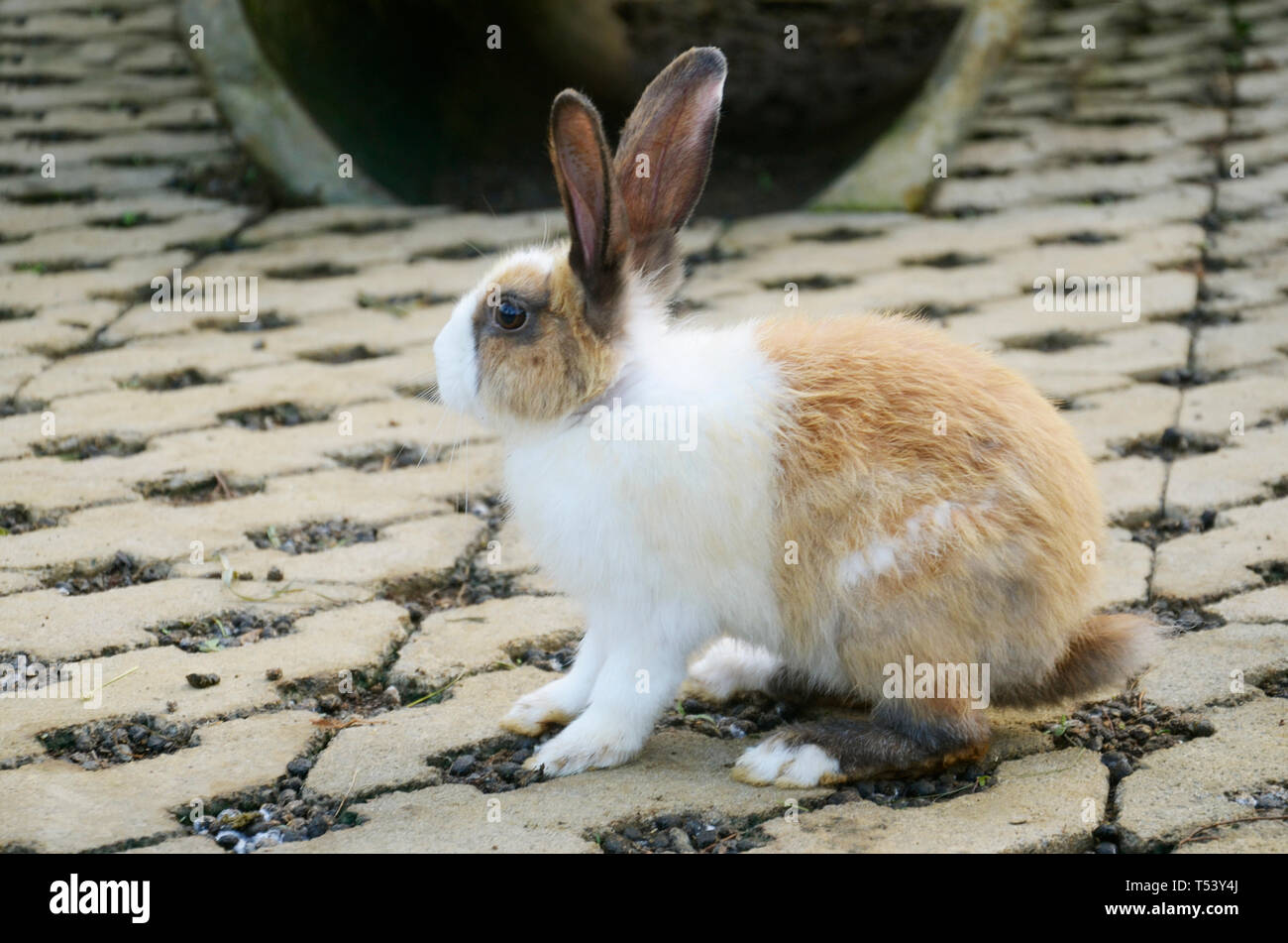 Raising stockbreeding hi-res stock photography and images - Alamy