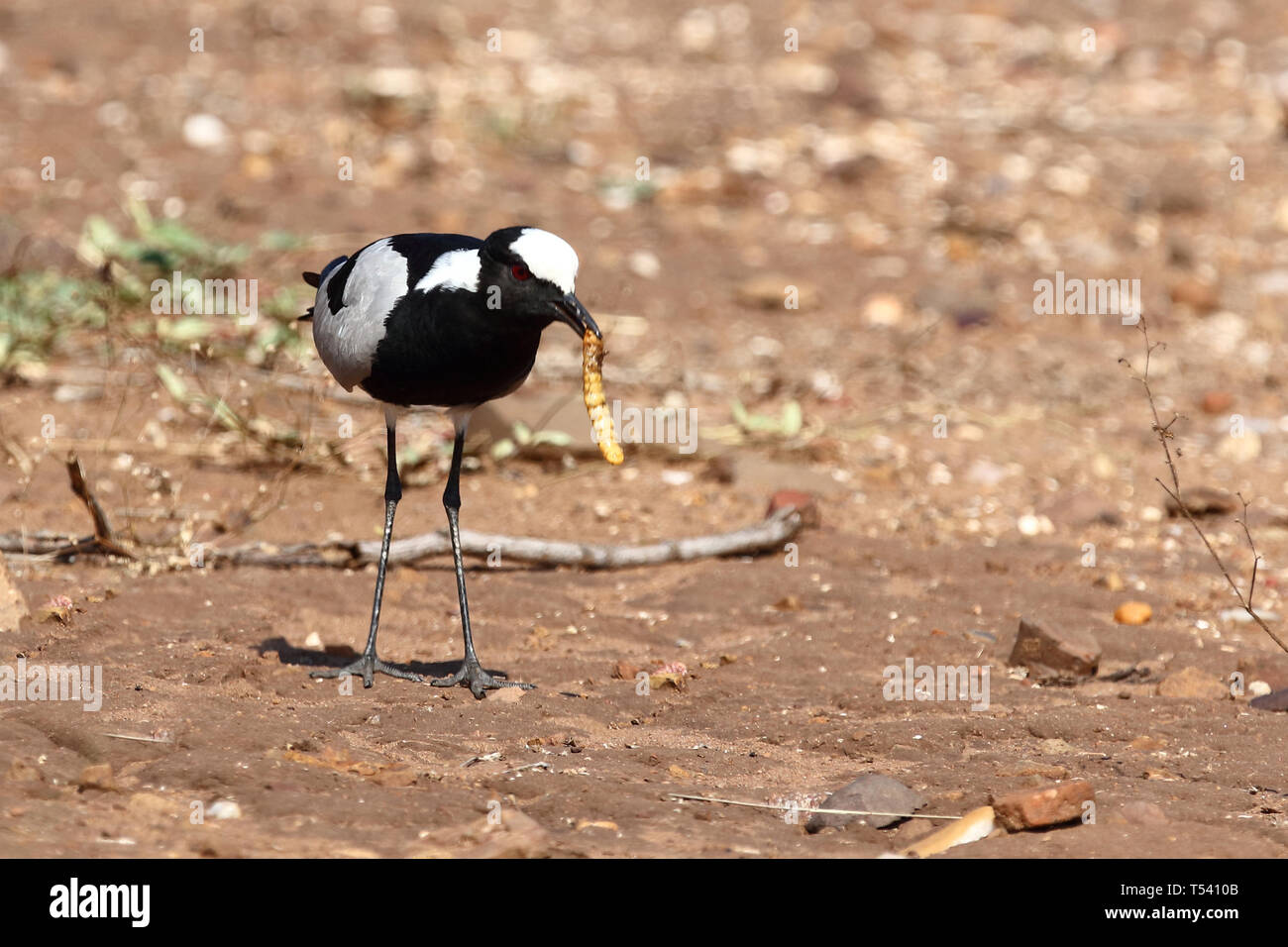 Waffenkiebitz / Blacksmith lapwing / Vanellus armatus Stock Photo