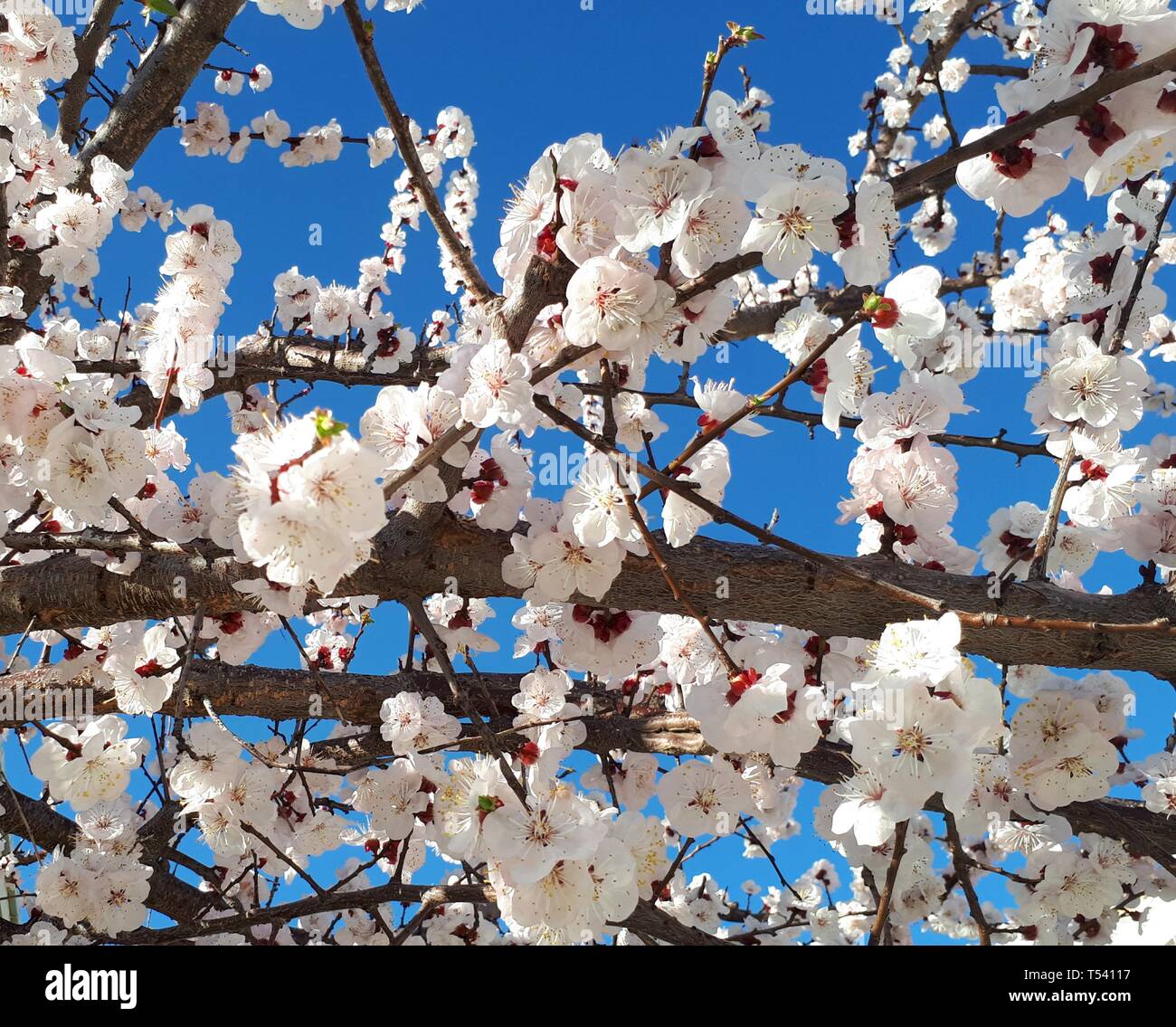 Spring blossoms on branches, clear blue sky background Stock Photo