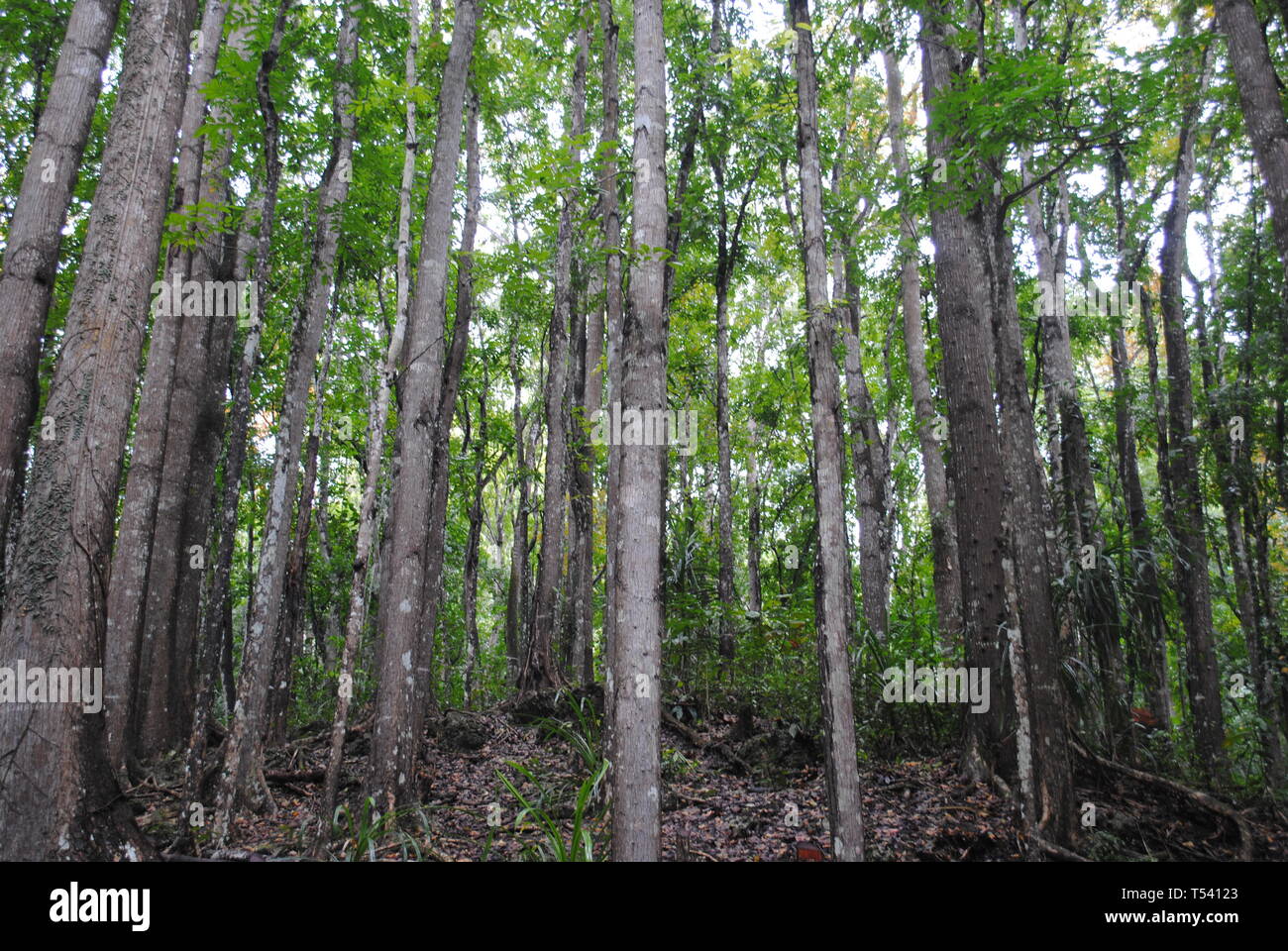 Bohol man made forest Stock Photo Alamy