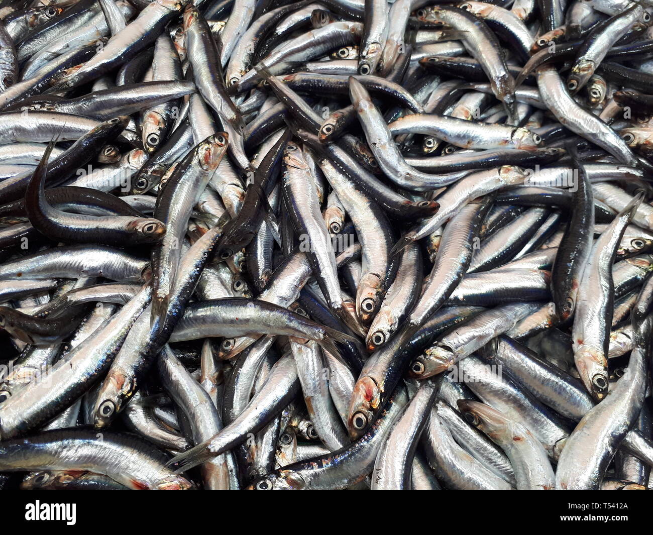European anchovy (hamsi in Turkish), fish species from Black Sea, Engraulis encrasicolus Stock Photo