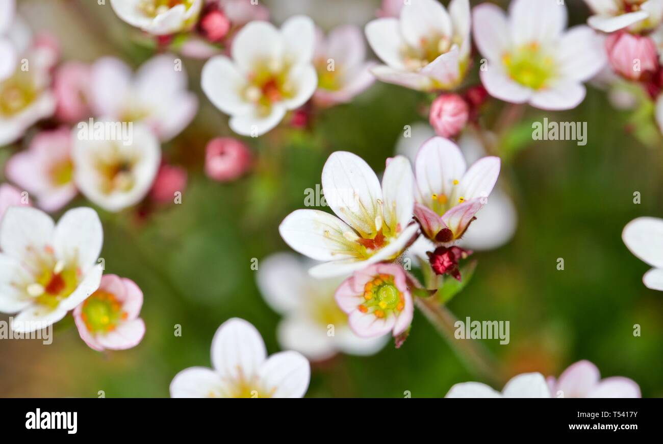 Saxifraga 'Apple Blossom' Stock Photo