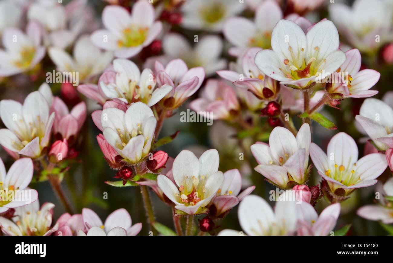 Saxifraga 'Apple Blossom' Stock Photo