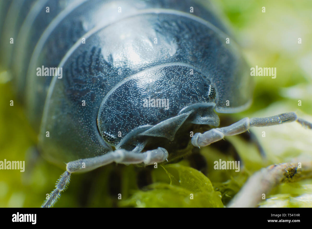 Pill Bug Armadillidium vulgare crawl on moss green background face view Stock Photo