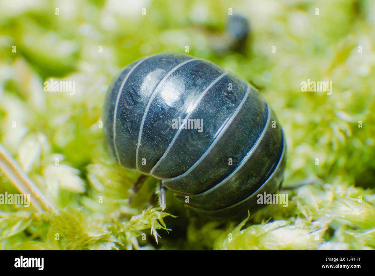 Pill Bug Armadillidium vulgare crawl on moss green background rolled in a ball Stock Photo