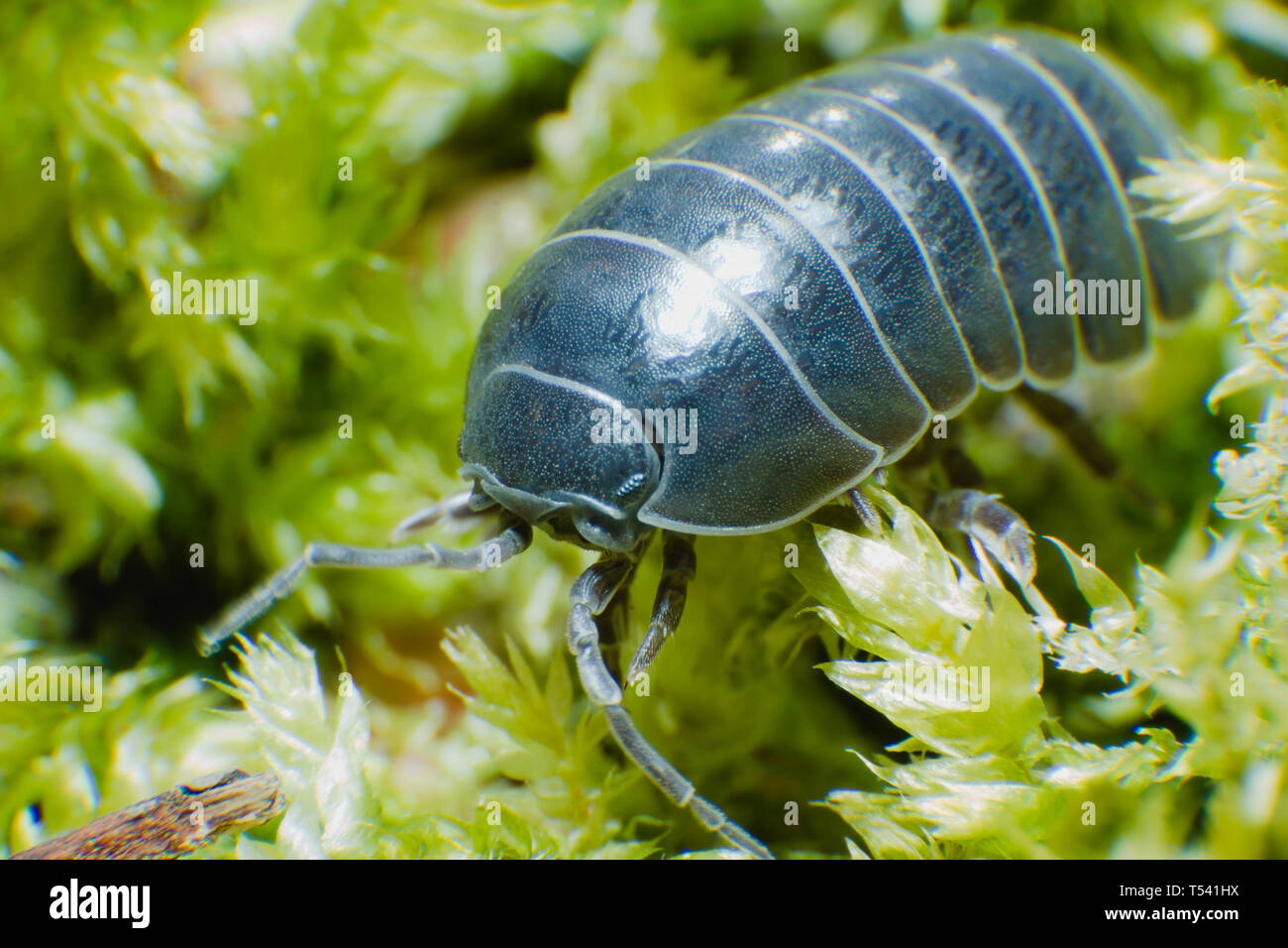 Pill Bug Armadillidium vulgare crawl on moss green background side view Stock Photo