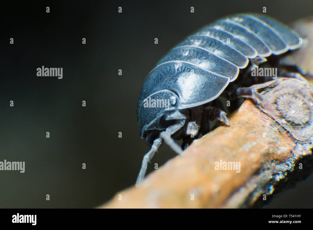 Pill Bug Armadillidium vulgare crawl on branch black background side view Stock Photo