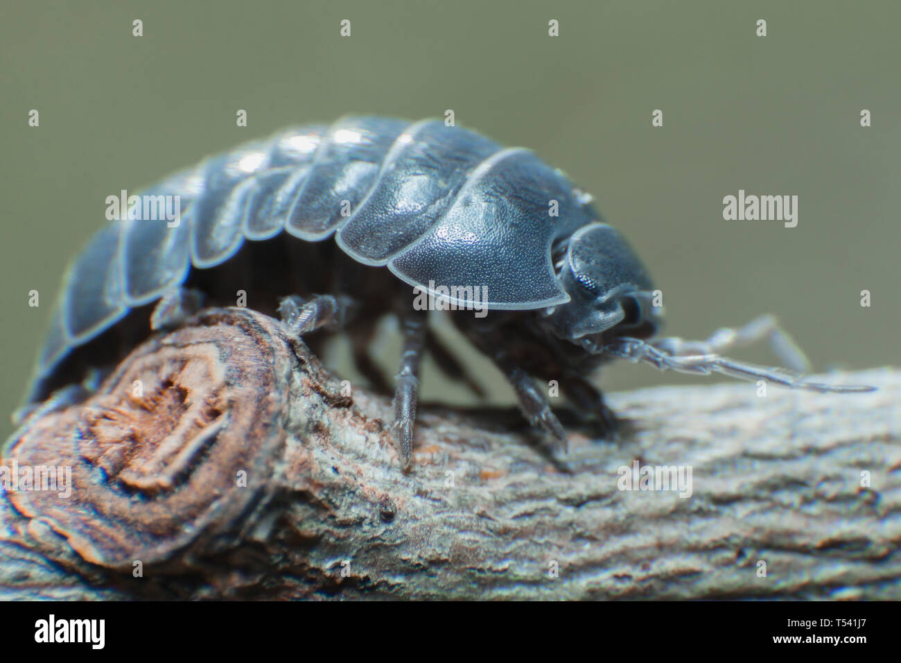 Pill Bug Armadillidium vulgare crawl on branch grey background side view Stock Photo