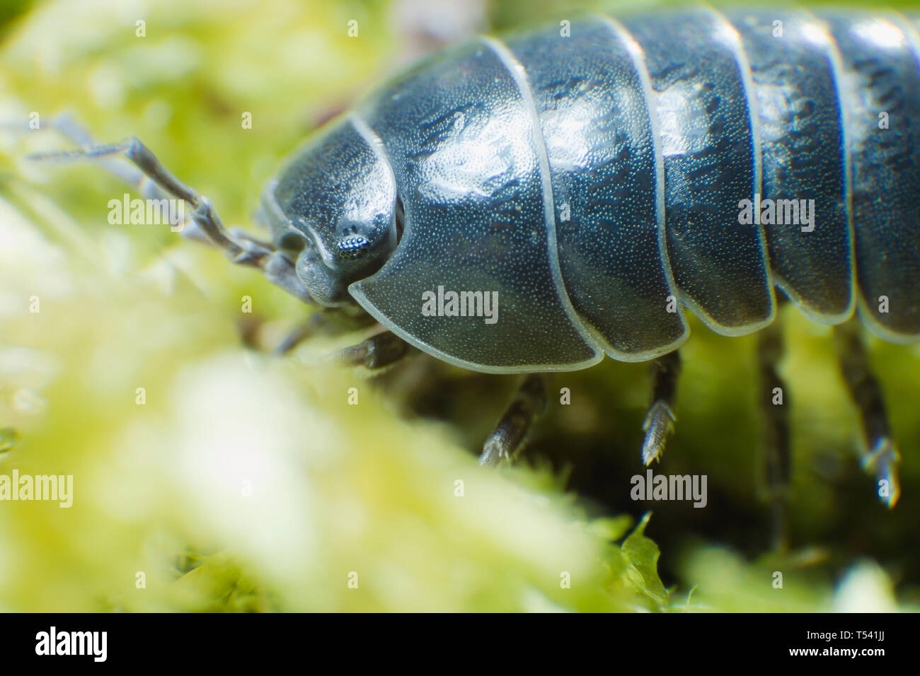 Pill Bug Armadillidium vulgare crawl on moss green background close up Stock Photo