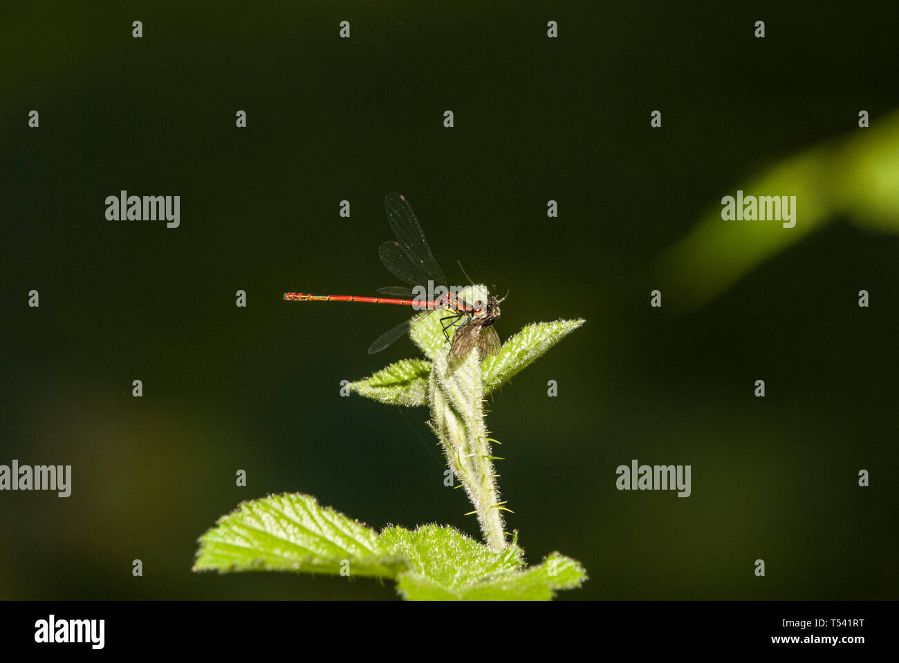 Dragonfly Stock Photo