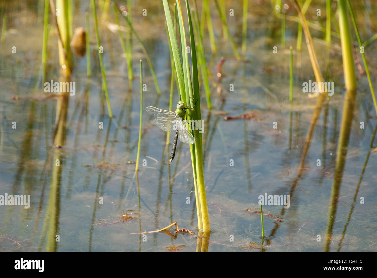 Dragonfly Stock Photo