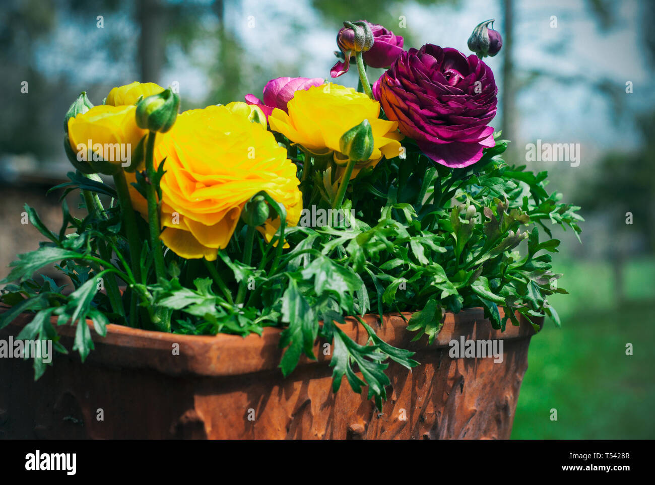 Ranunculus asiaticus or Persian buttercup flowers. Yellow and ...
