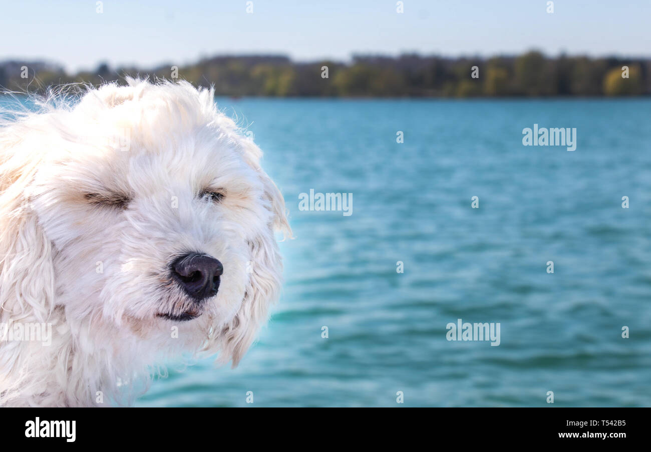 maltipoo puppy dog at windy weather on boat trip Stock Photo