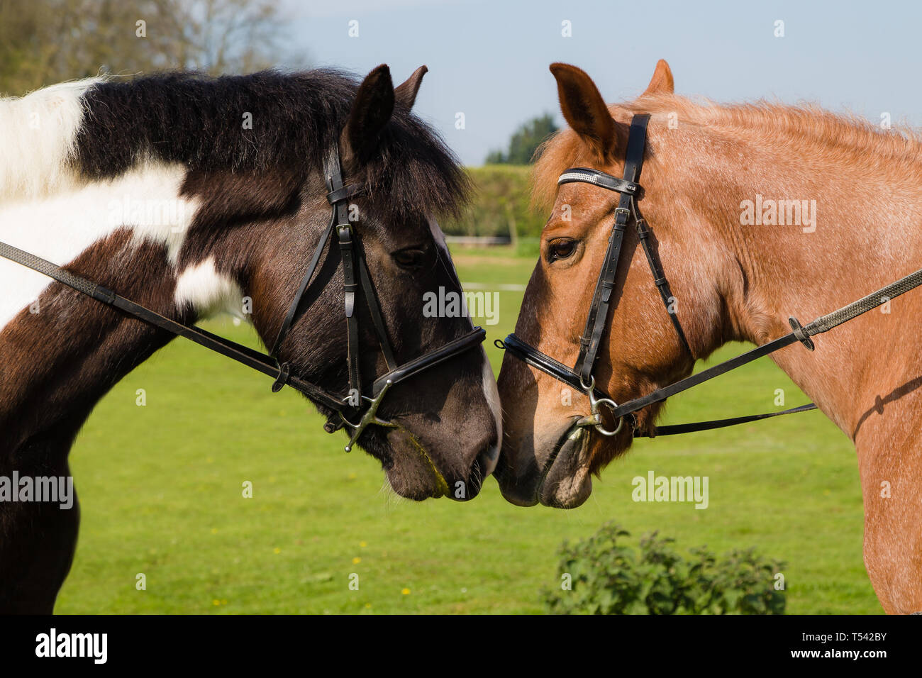 Kent. UK. Two horse showing affection by touching heads on a sunny day in Kent.England. Stock Photo