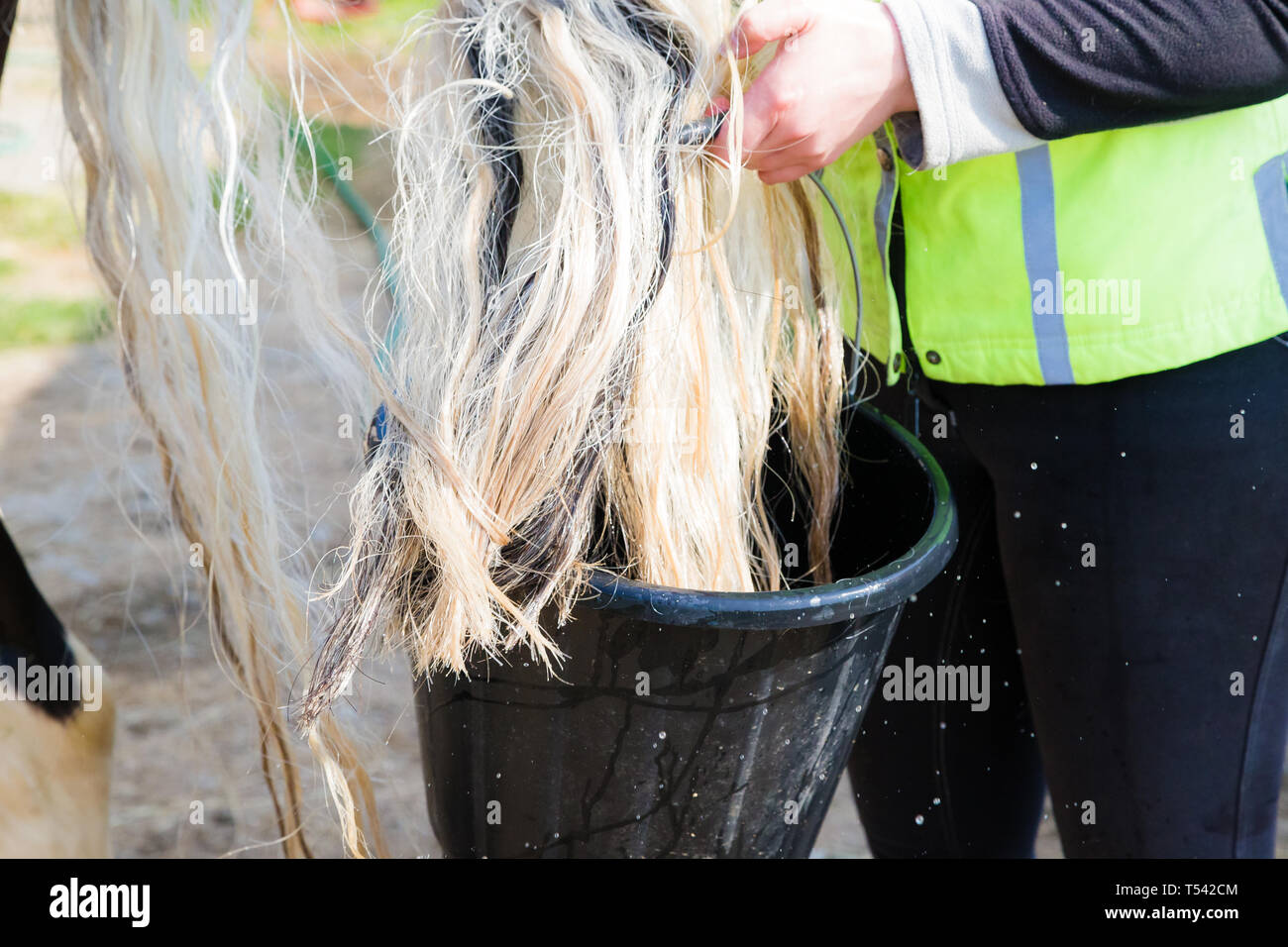 Washing horses tail hires stock photography and images Alamy