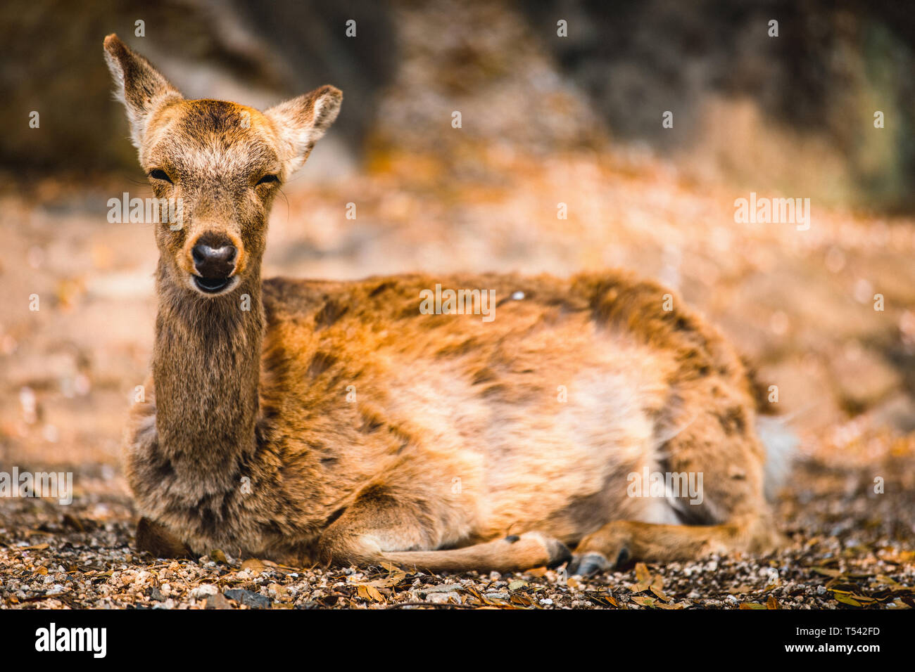 Wild Deer at Miyajima Island in Hiroshima, Japan Stock Photo