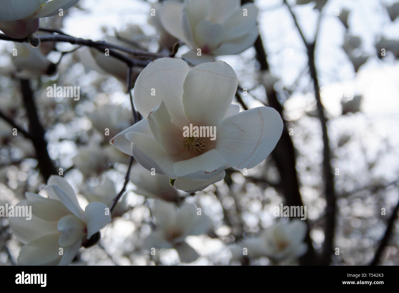 White magnolia tree flower in bloom close up on a spring day Stock ...