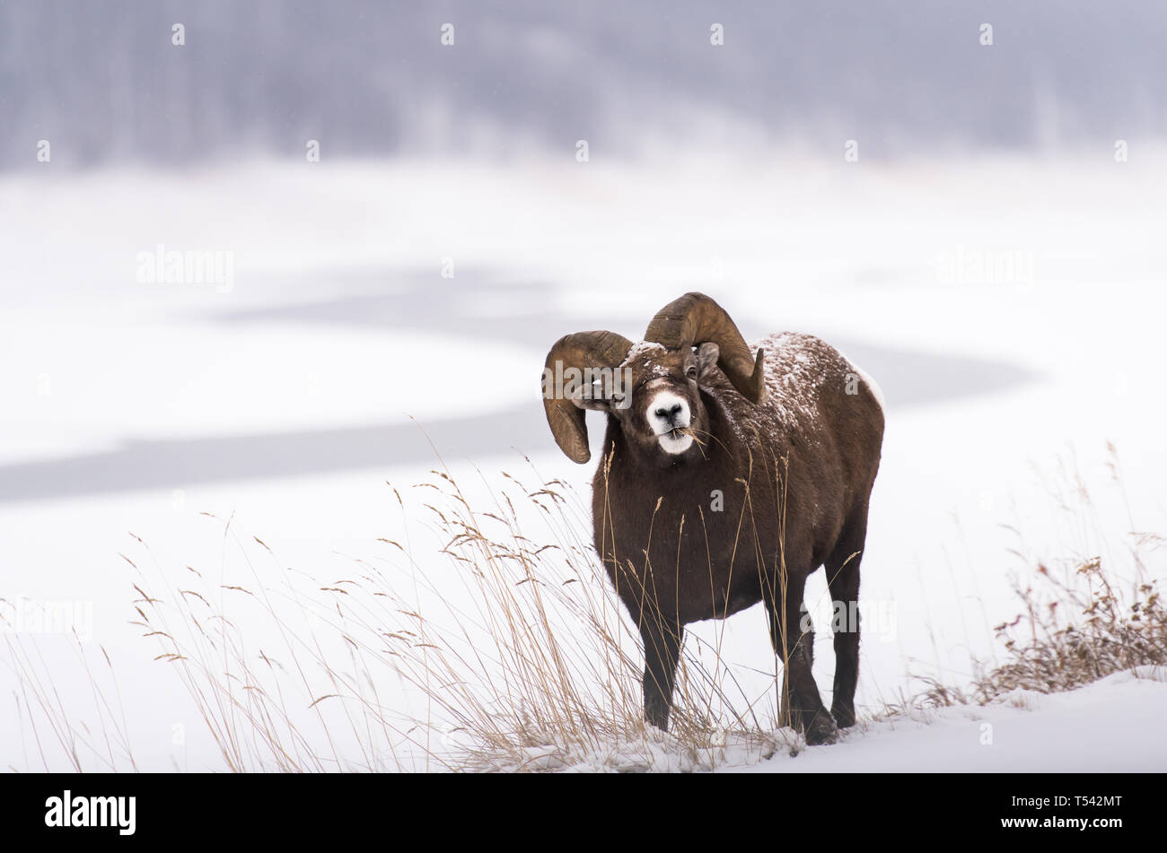 Bighorn ram in the winter Stock Photo - Alamy