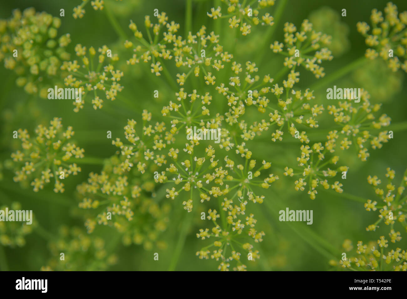 A natural pattern of tiny yellow flowers viewed from above with a bright green bokeh background. Stock Photo