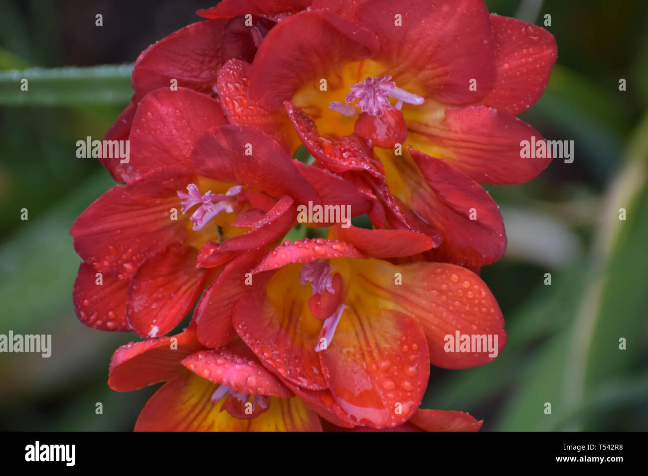 Closeup of the red and yellow blossoms of freesia flower wet with droplet of spring rain. Stock Photo