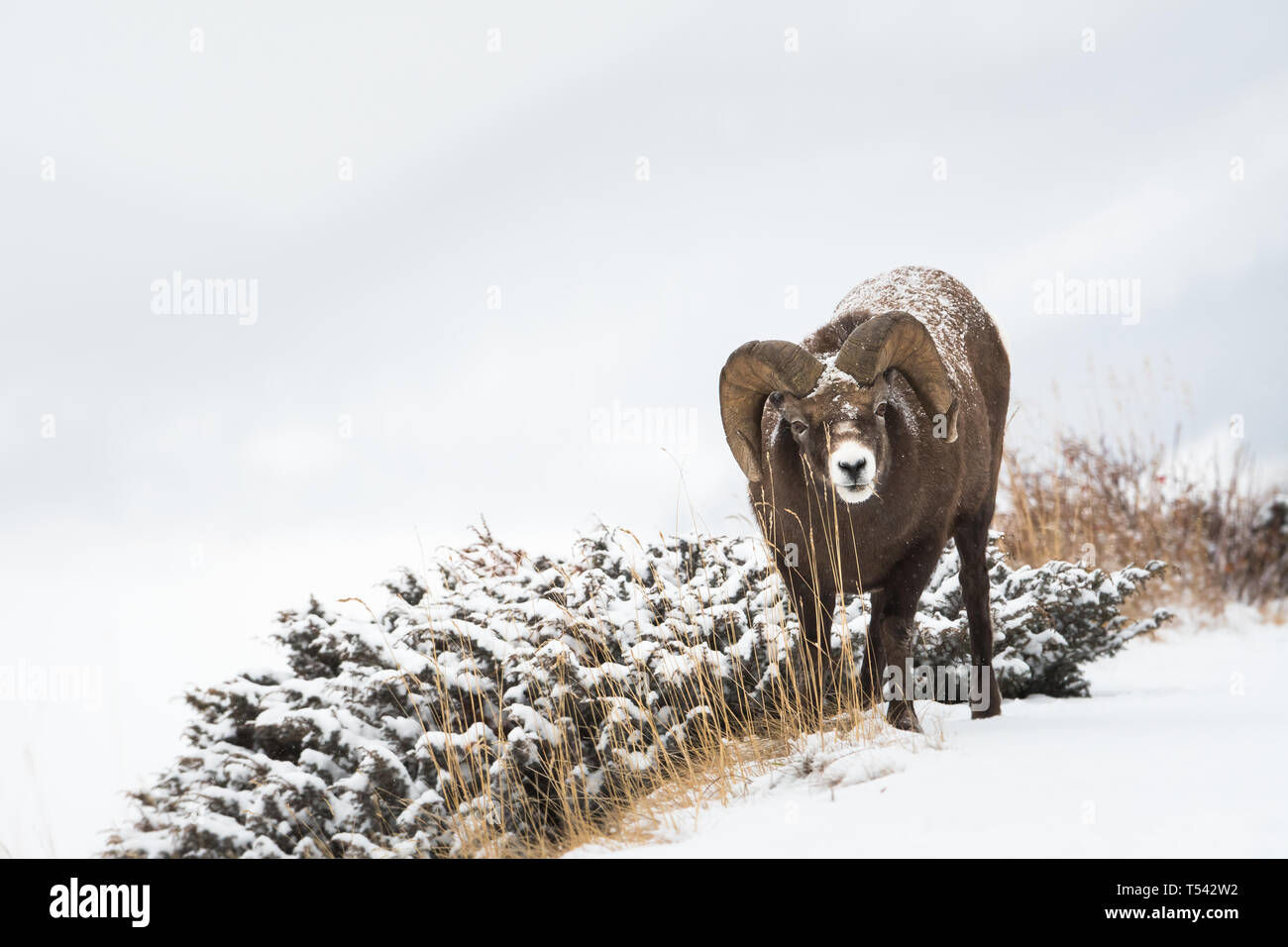 Bighorn ram in the winter Stock Photo - Alamy