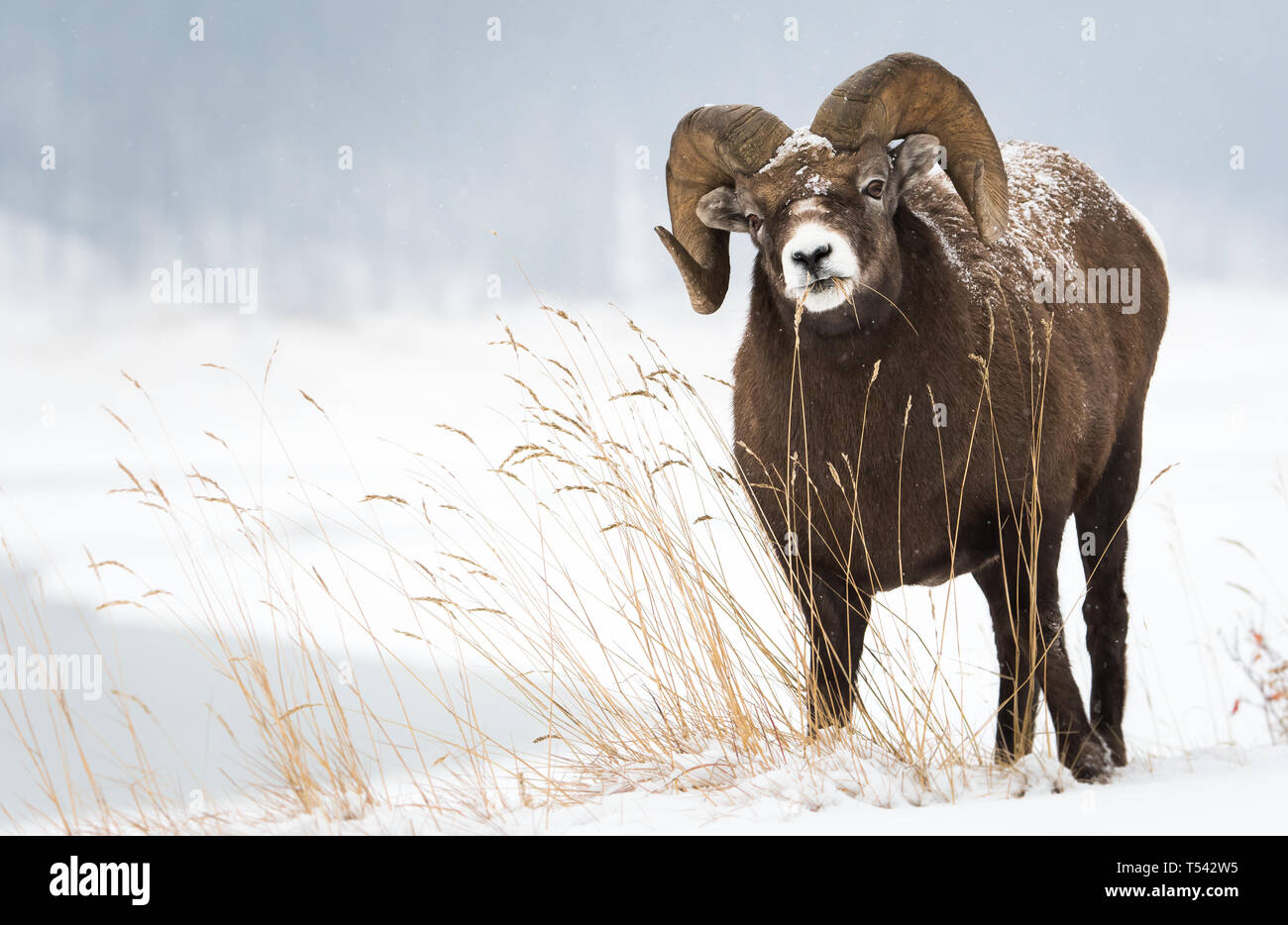 Bighorn ram in the winter Stock Photo - Alamy