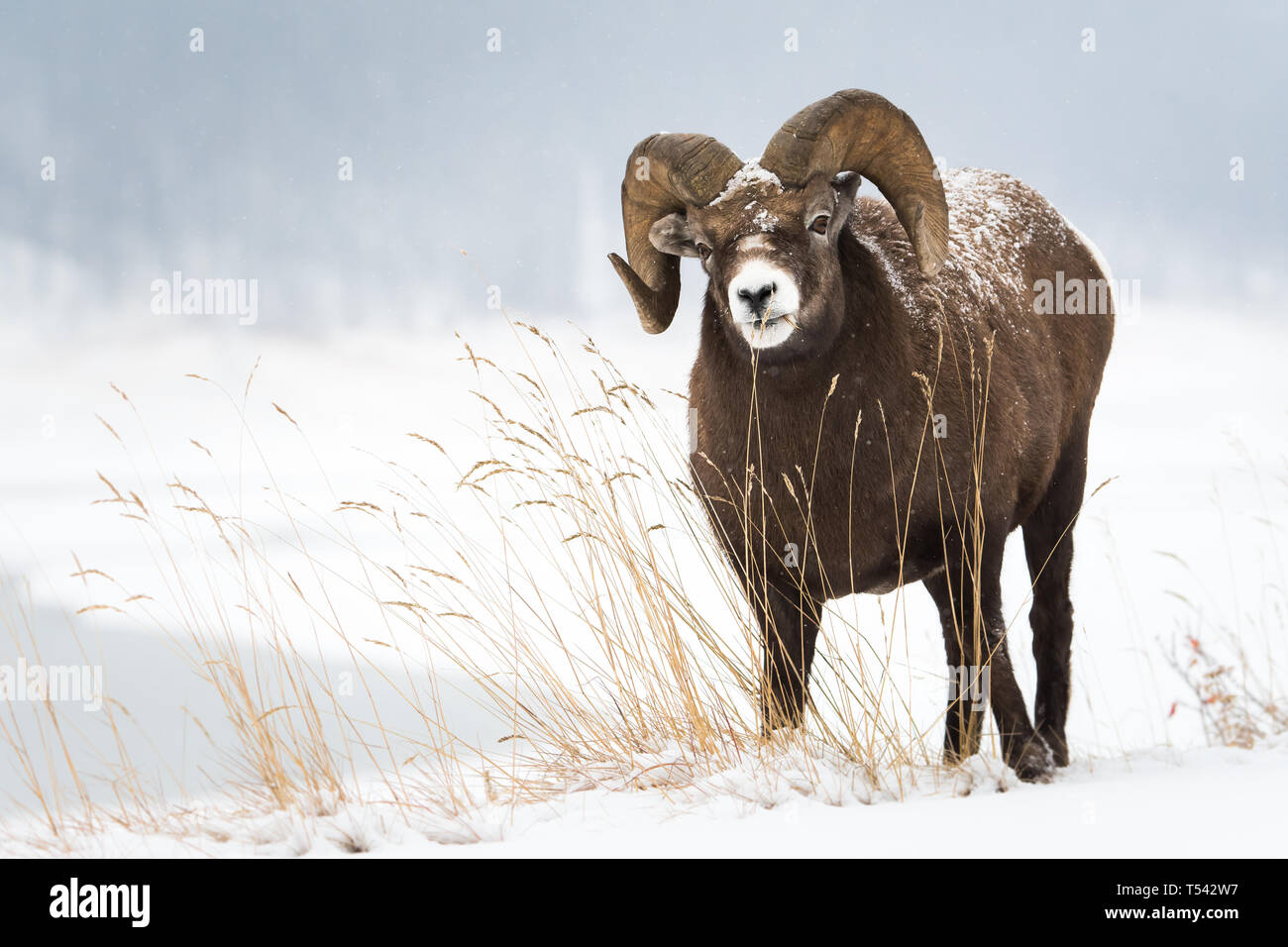 Bighorn ram in the winter Stock Photo - Alamy