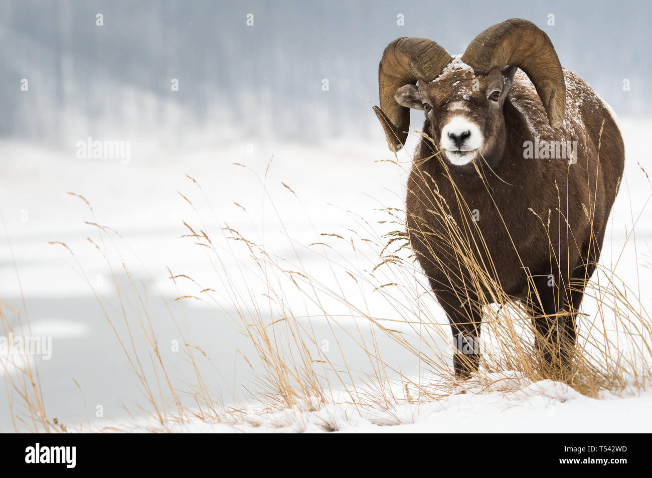 Bighorn ram in the winter Stock Photo - Alamy
