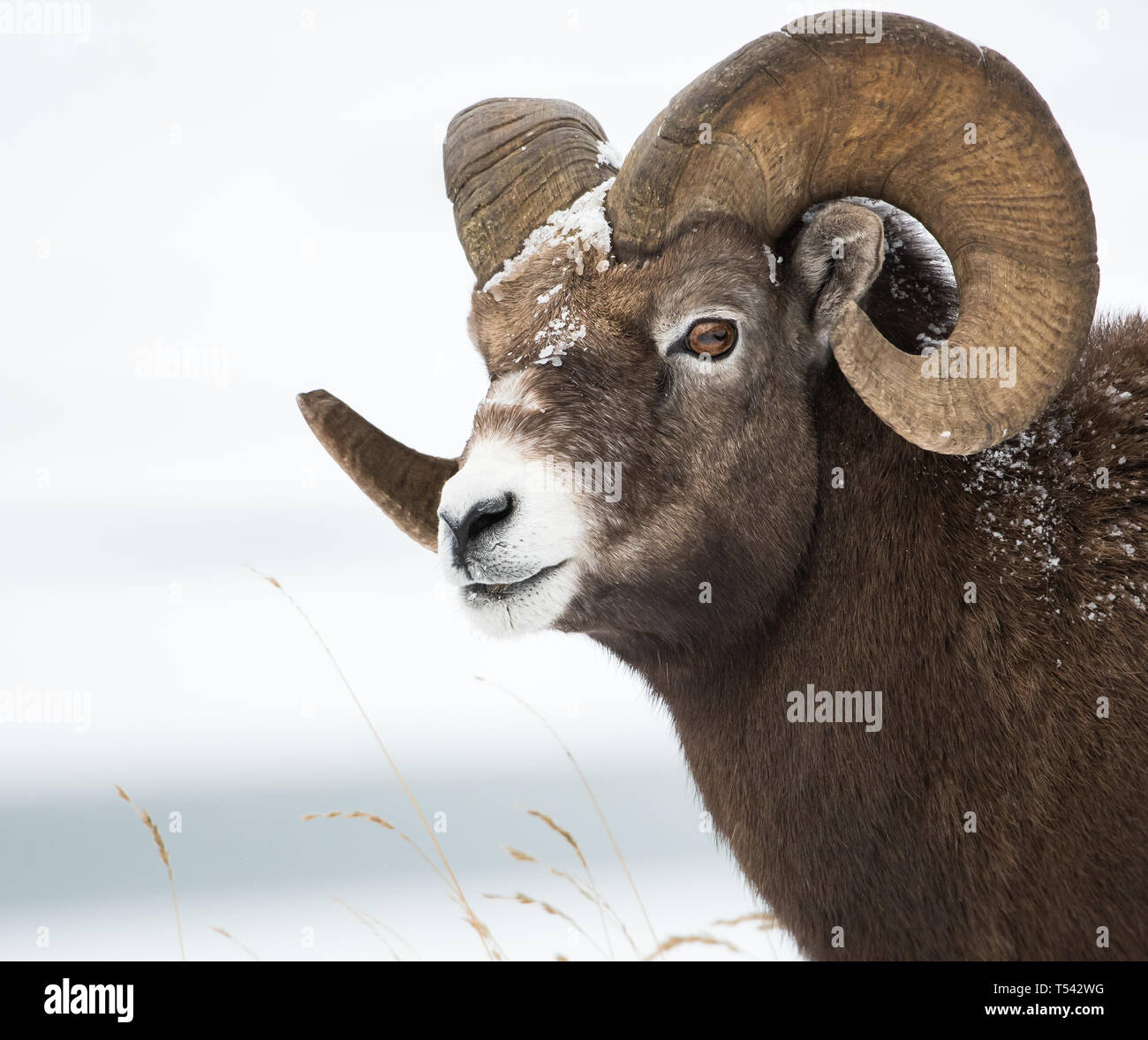 Bighorn ram in the winter Stock Photo - Alamy