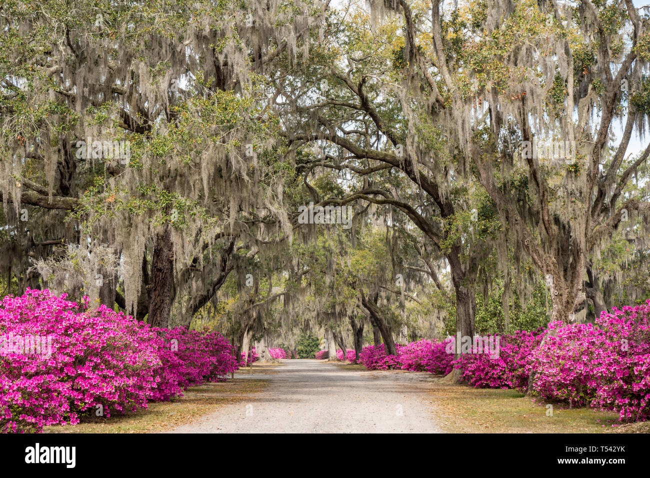 Azalea flowers in full bloom along the avenue of oaks in Bonaventure